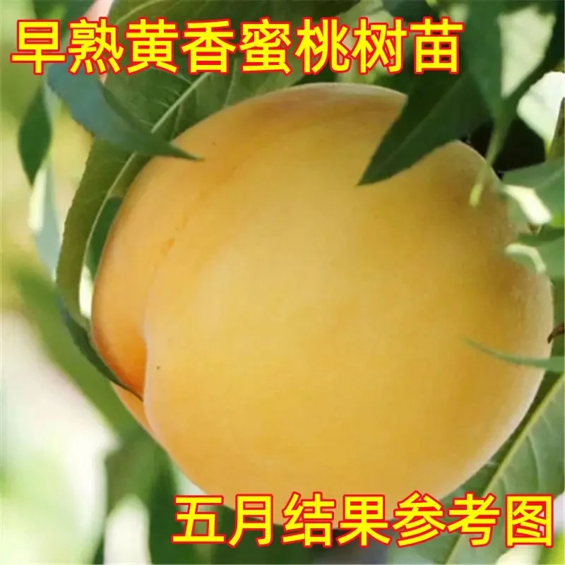 早熟黄香蜜桃苗 黄桃树苗 嫁接黄桃子树苗当年结果 果大香脆浓甜
