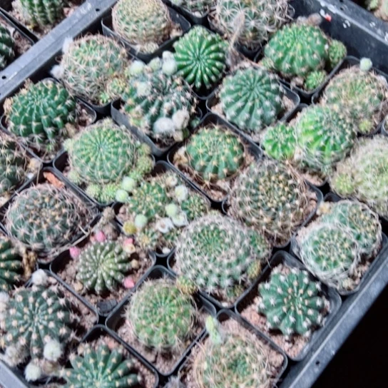 下32丽花根4公分左右20包邮