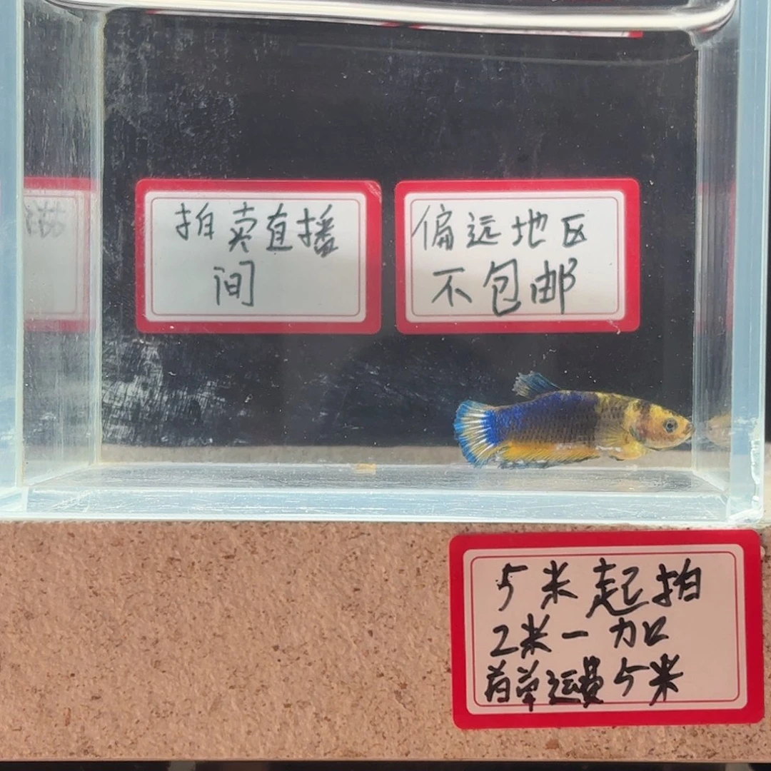 海水鱼鱼万泽水族