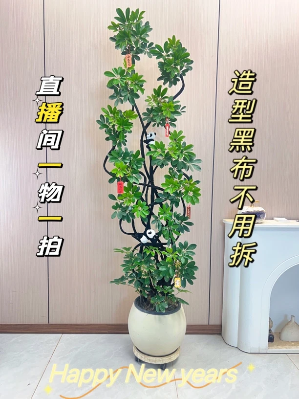 老庄大型鸭脚木 高品质净化空气除甲醛办公室客厅绿植鲜活好养活