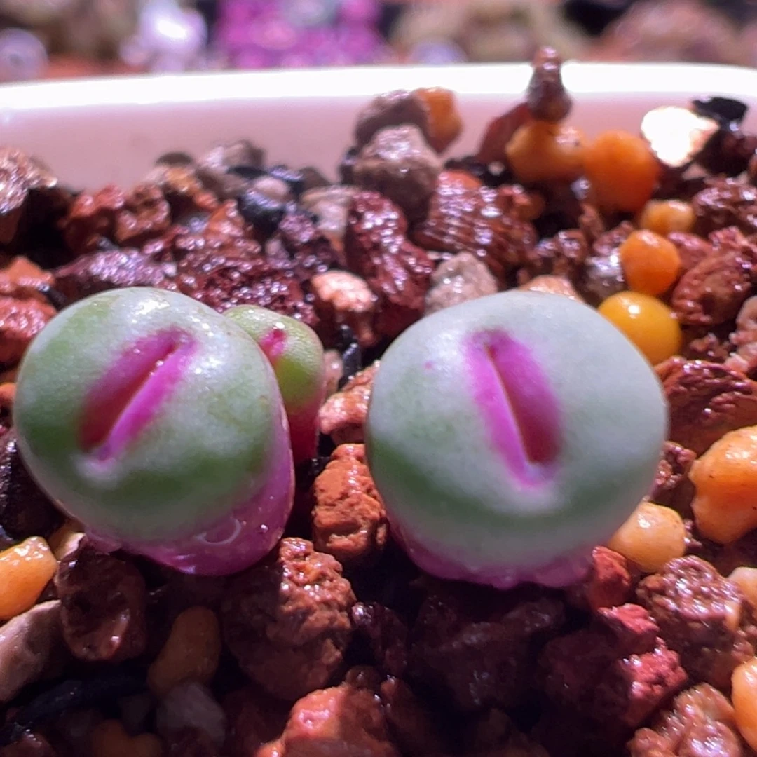 1580，大红嘴，编号丢失