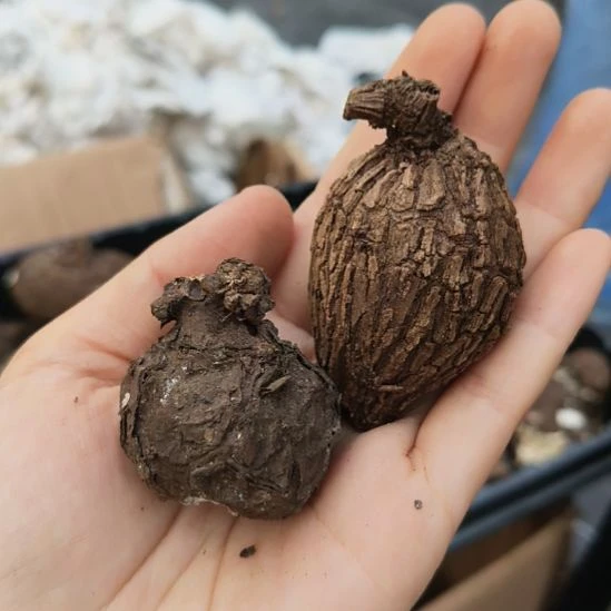 雪***七一叶龟龙甲龟两个