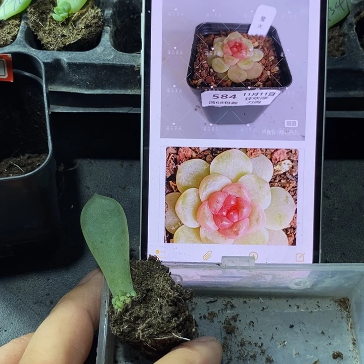 穴盘风花827苗一个