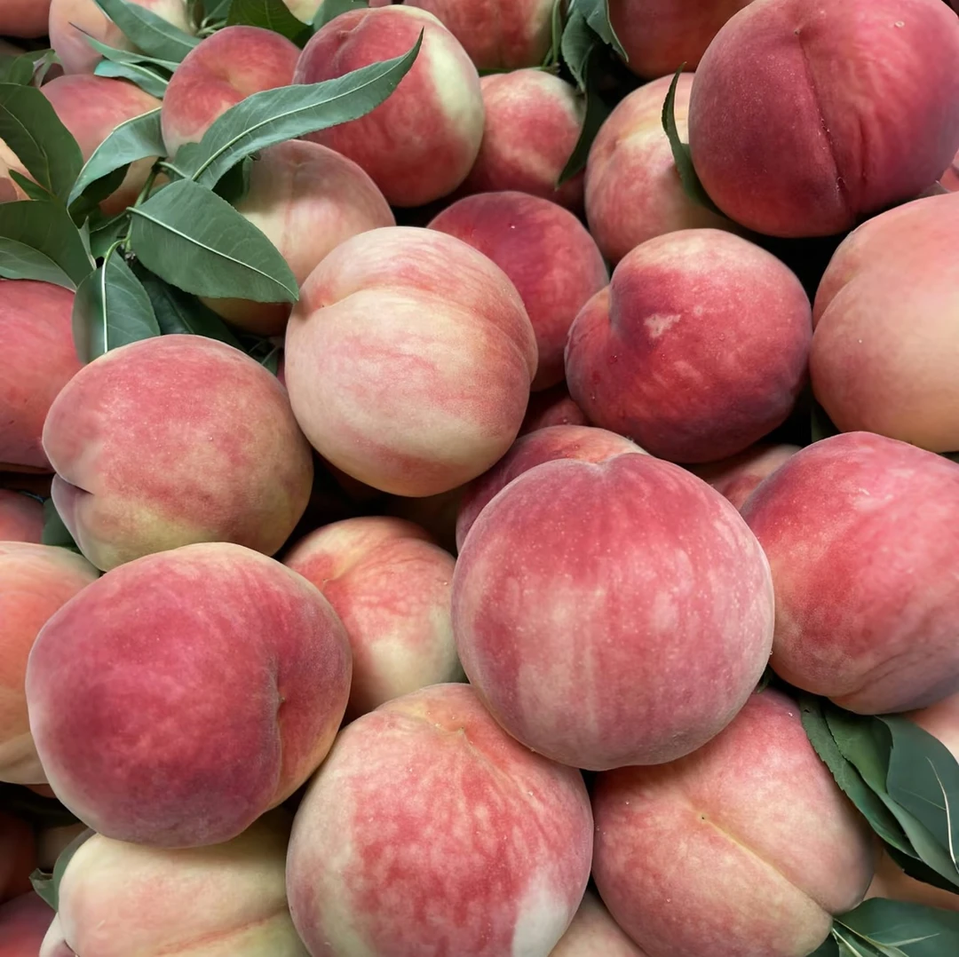 【山货专属】脆桃子新鲜采摘脆甜多汁
