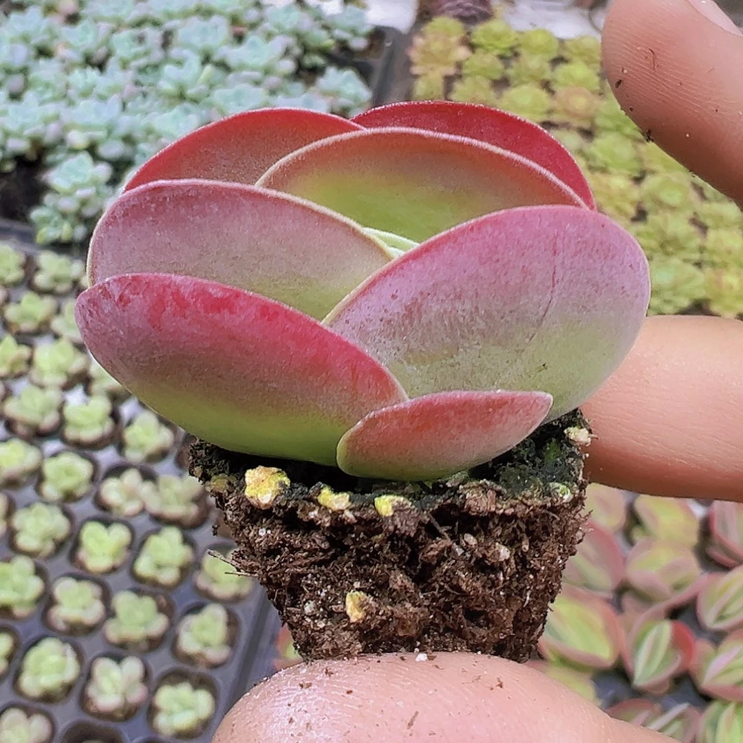 唐寅苗5个19包邮多肉植物