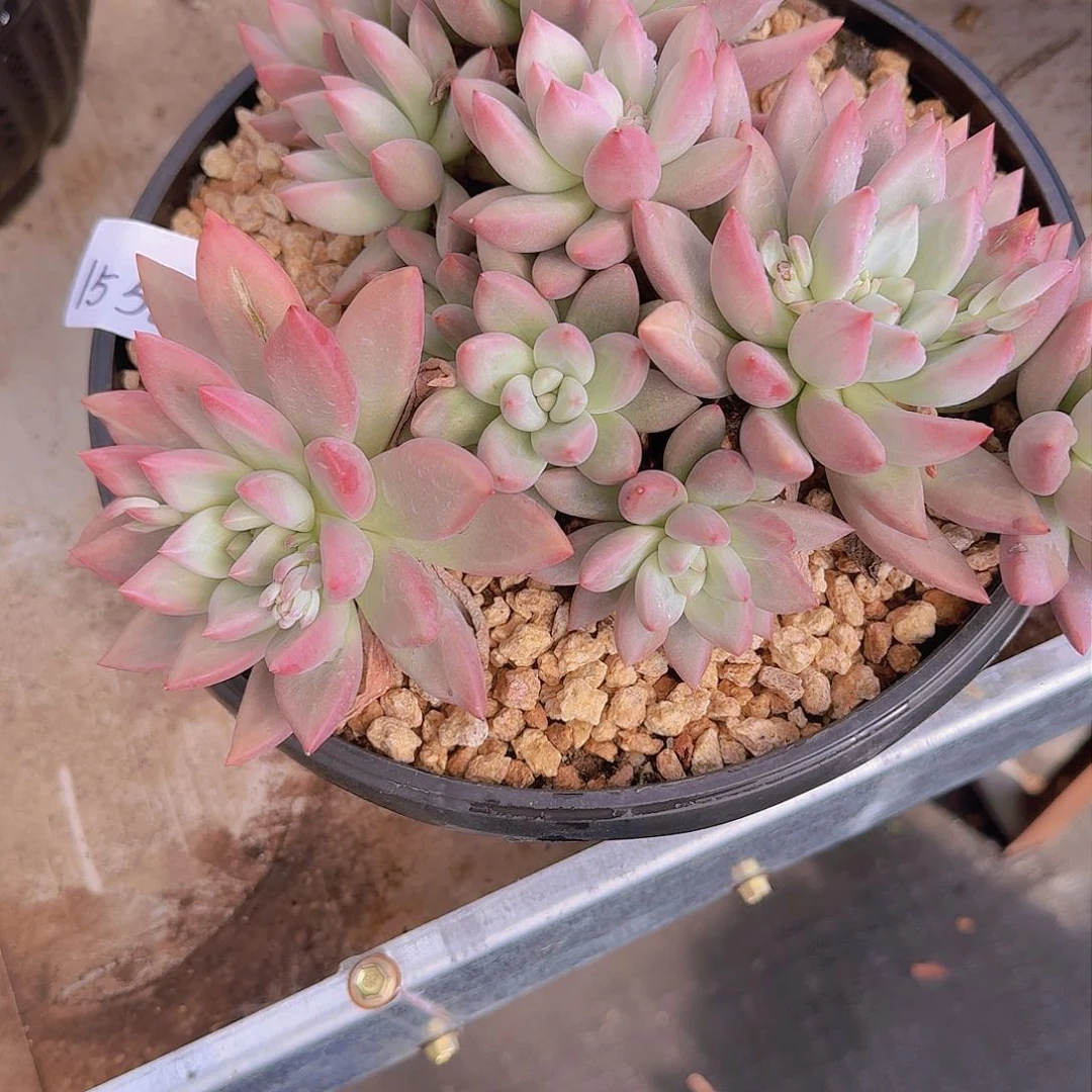 無**歡1550杂交多肉植物