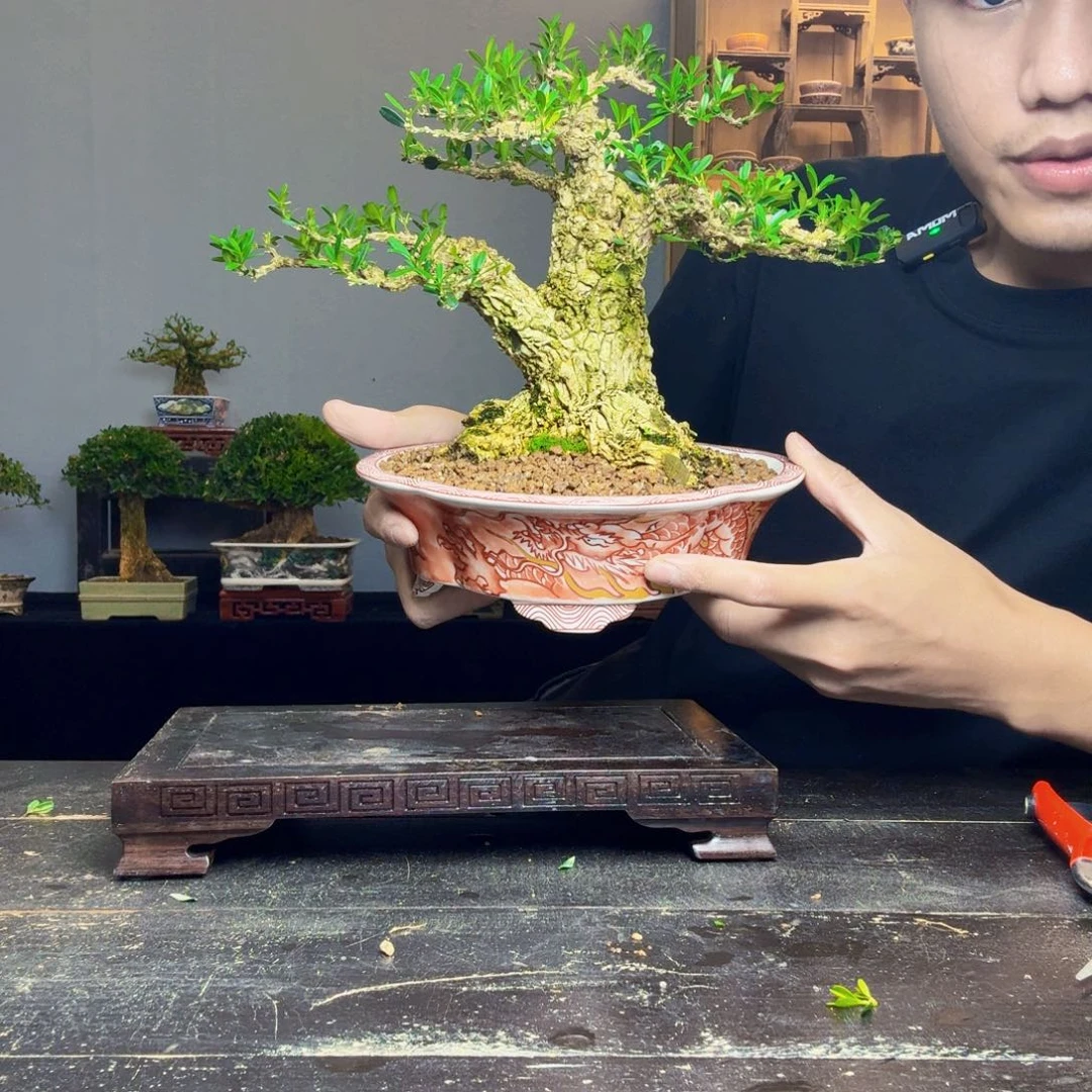 我***帅无花朵黄杨盆景一物一拍