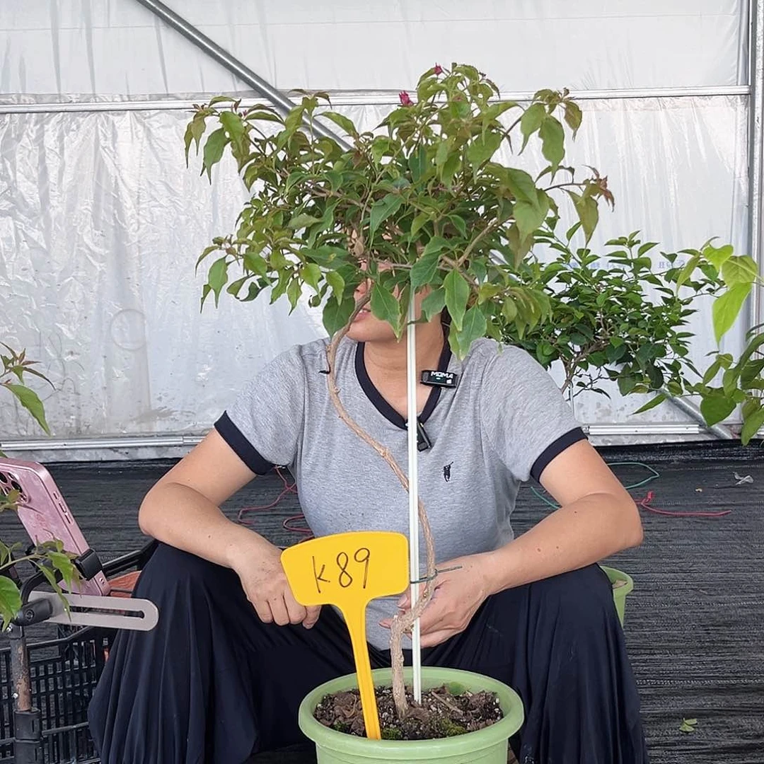 当前无花栽培后可以开花零*点酒红桑巴K89