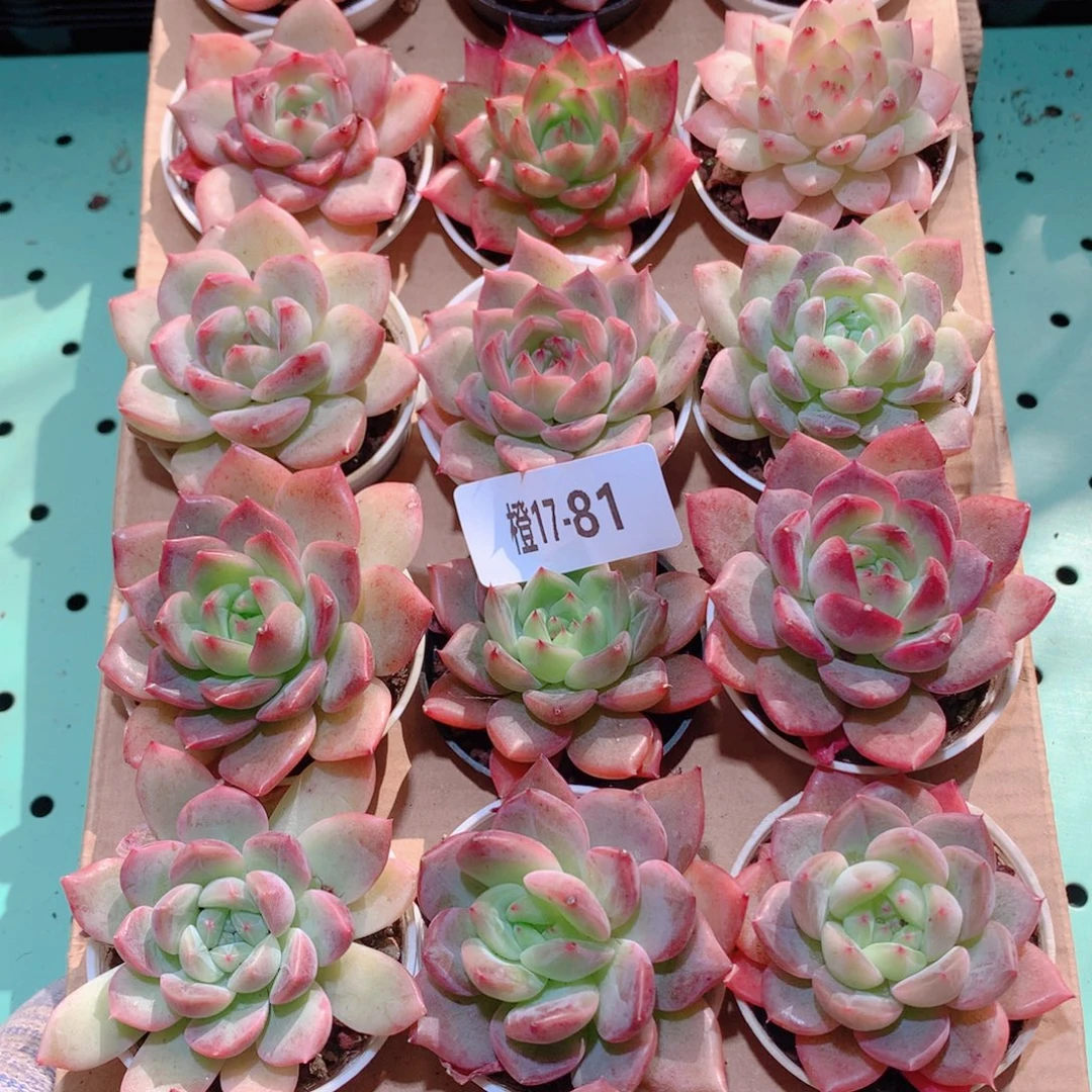 17-81一物一拍多肉带盆18颗