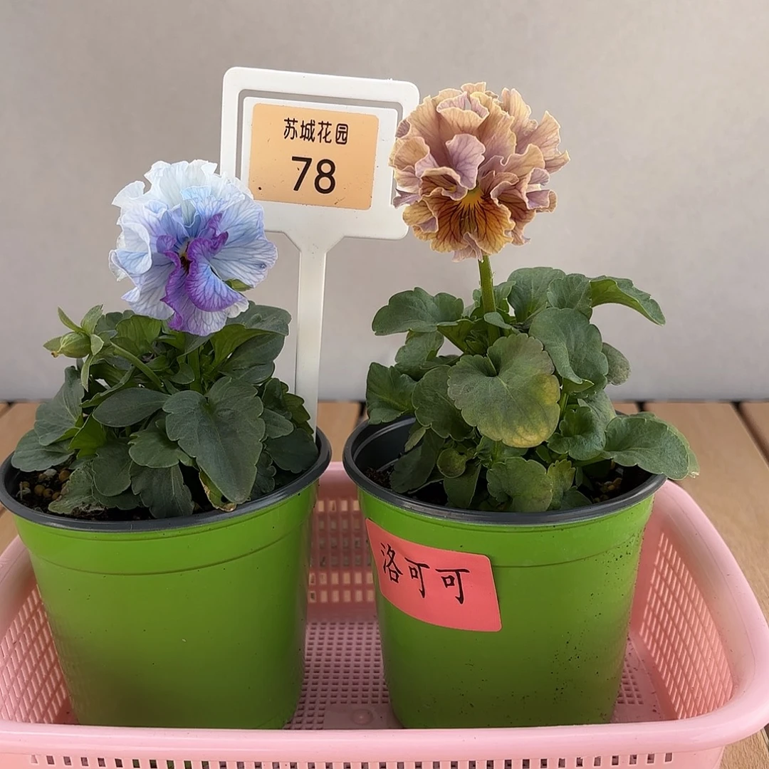 大部分开放少量花苞78