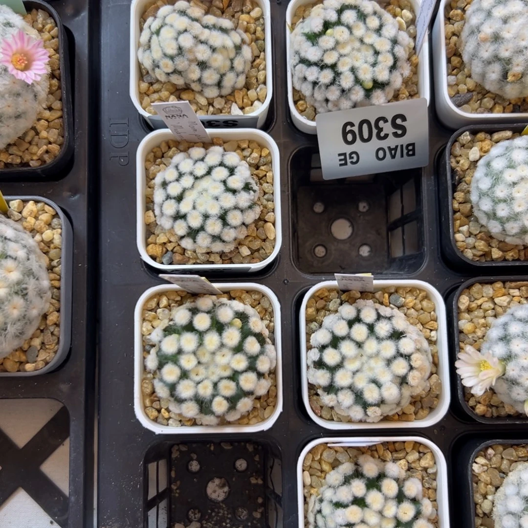 浊***韵S305，S308，S309白仙人球