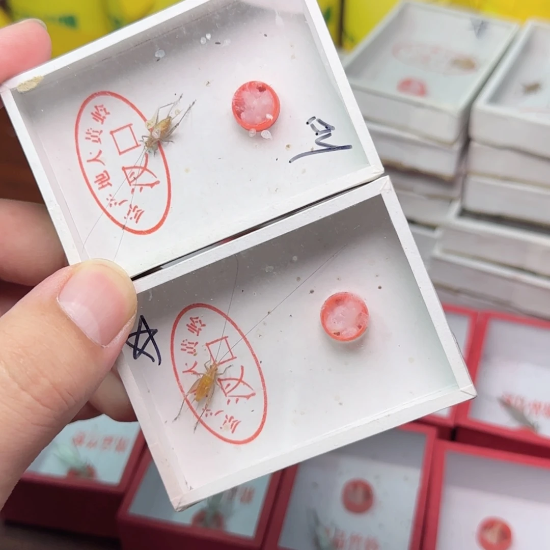 大黄蛉2只长须
