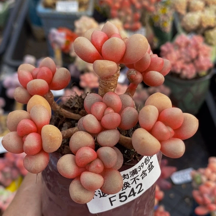 先锋派8cm542多肉植物