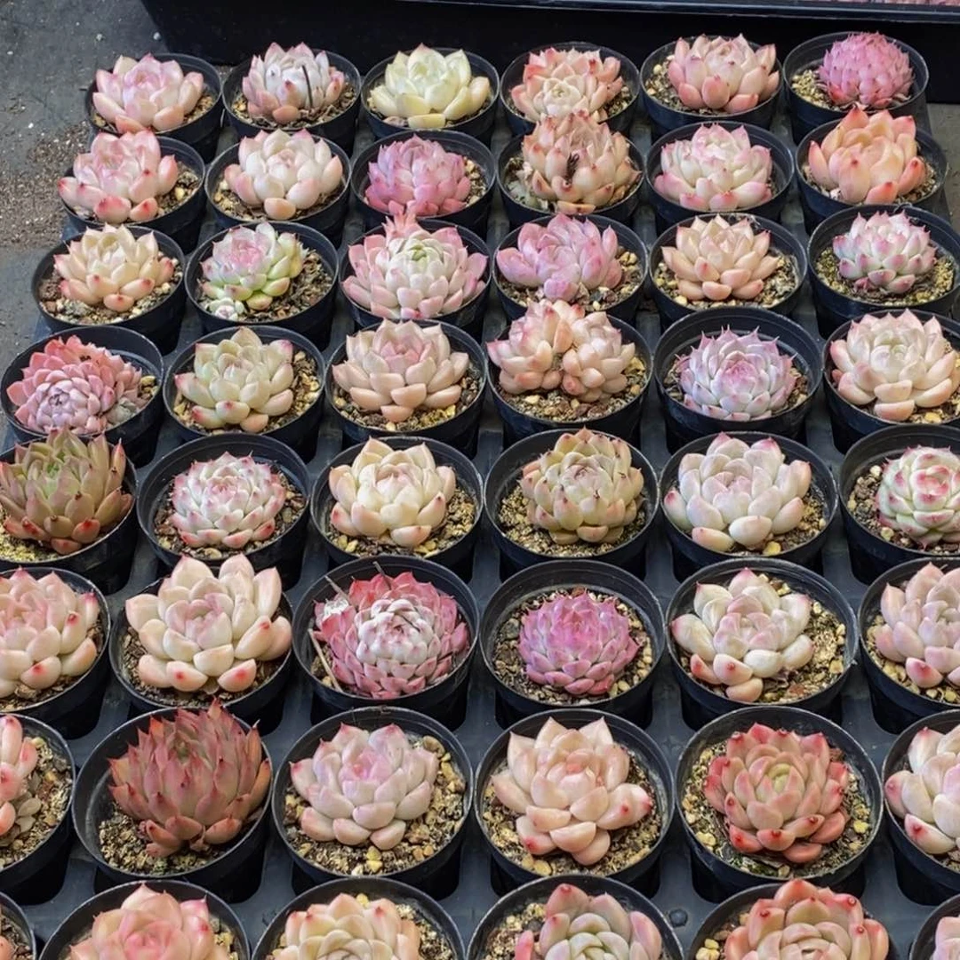 165多人在一起就是说