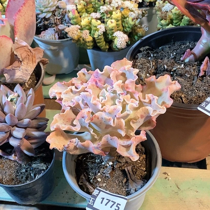 【闪购商品】高砂1775