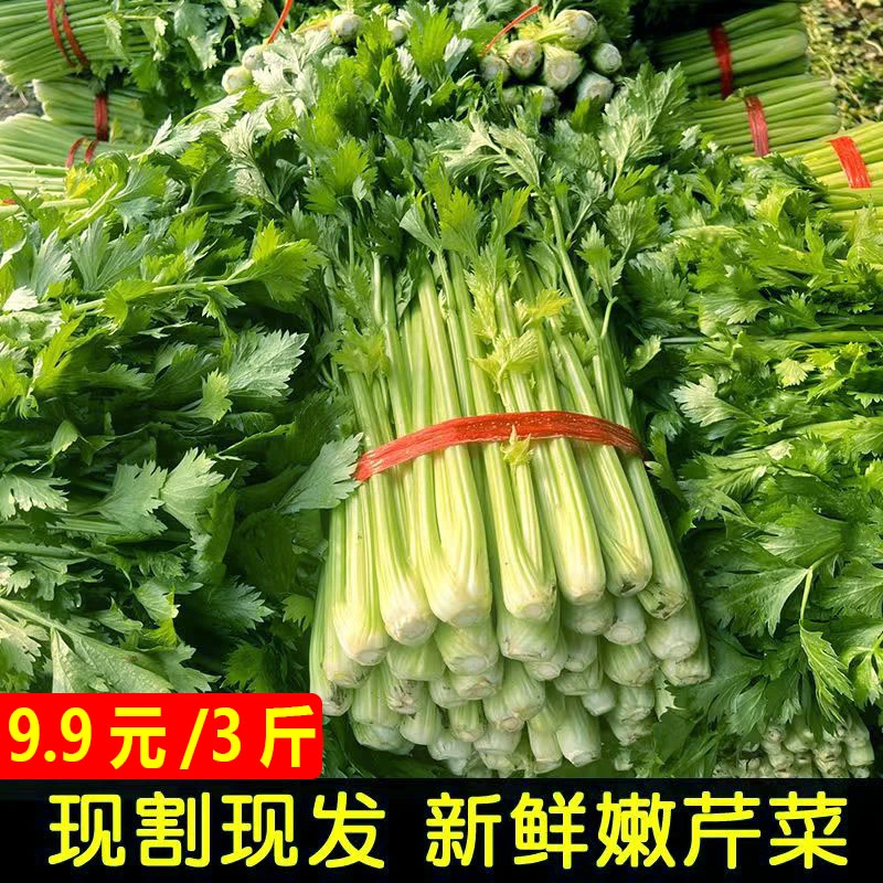 新鲜芹菜小香芹农家自种小西芹新鲜蔬菜带叶芹菜榨汁现青芹青菜