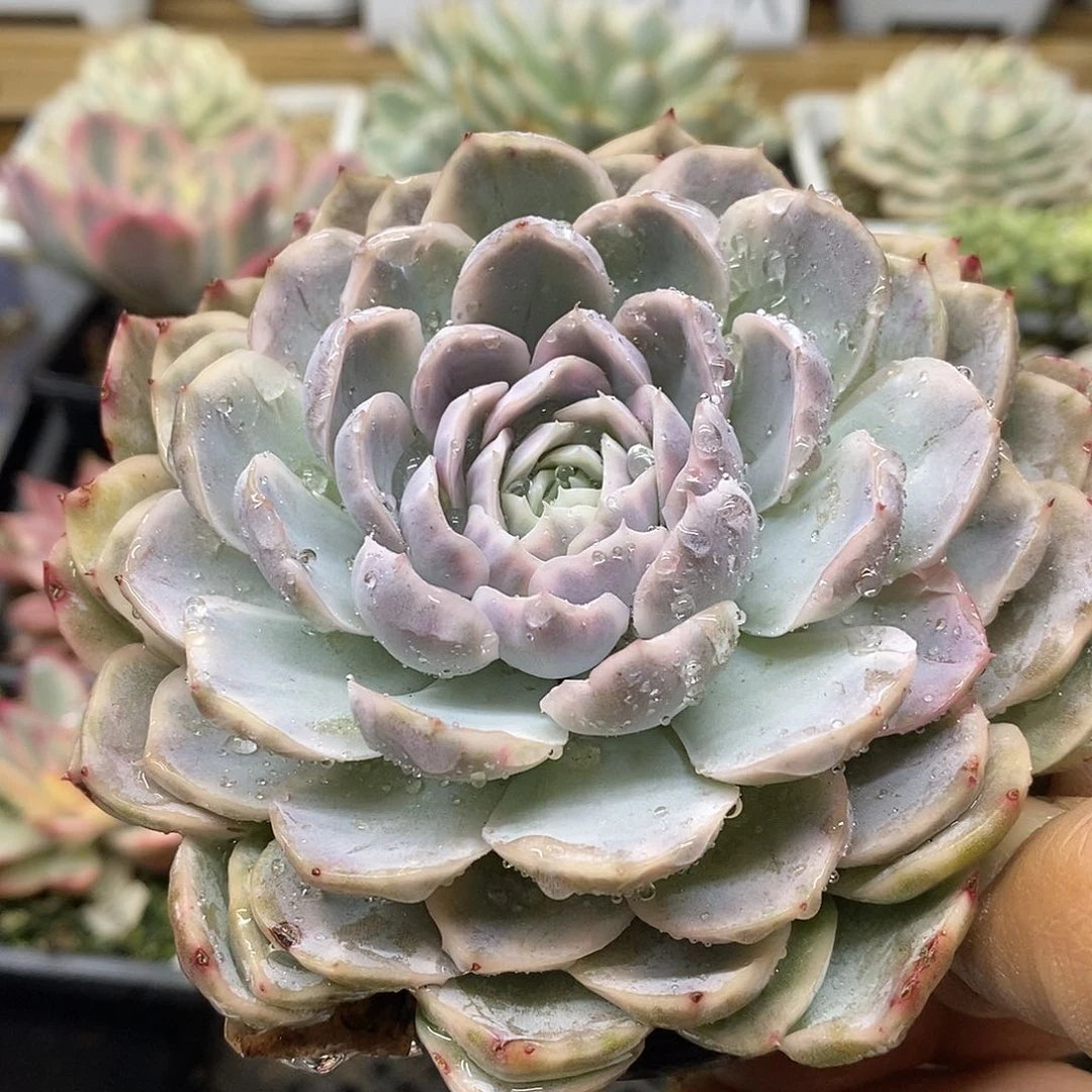 0354 墨西哥雪球锦