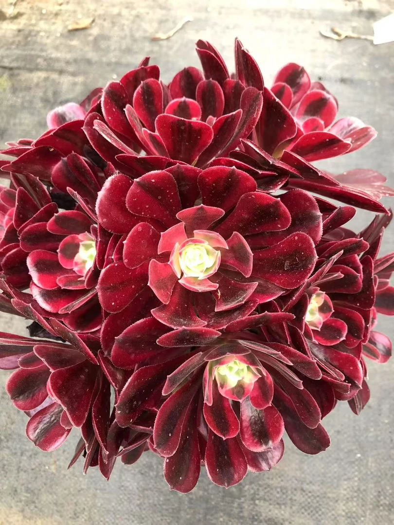 （雪山专属综合）  烈火玫瑰   基地直发