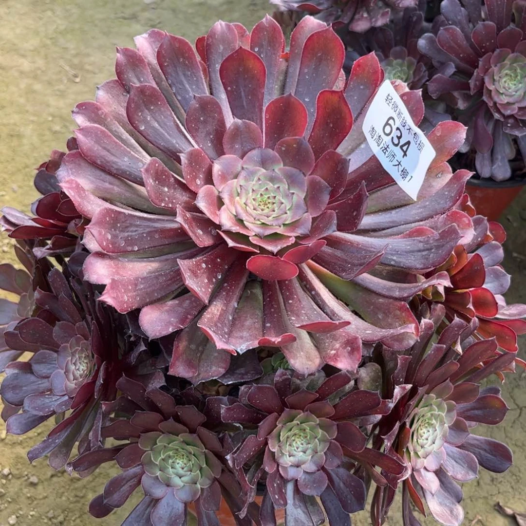 634红铜壶多肉植物法师