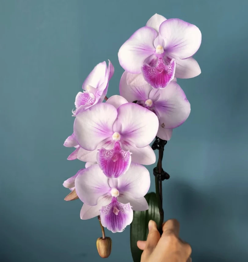 蝴蝶兰龚氏烟火，2.5苗不带花（仅是苗），基地直发