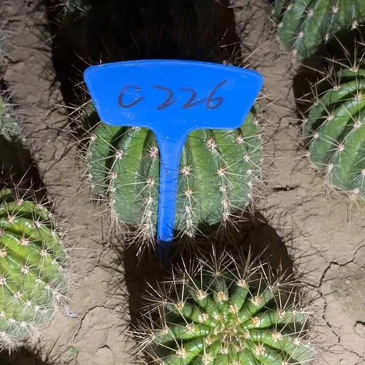 ?**我C226,清清96号毛花柱