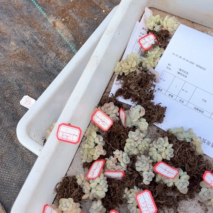 小丸子一物一拍专拍的