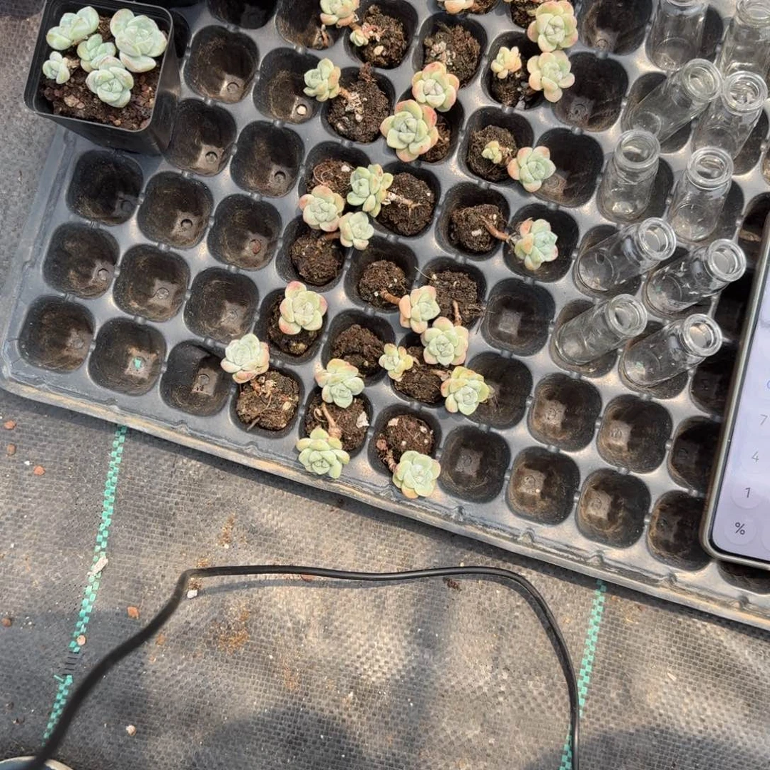 麦兜一物一拍专拍