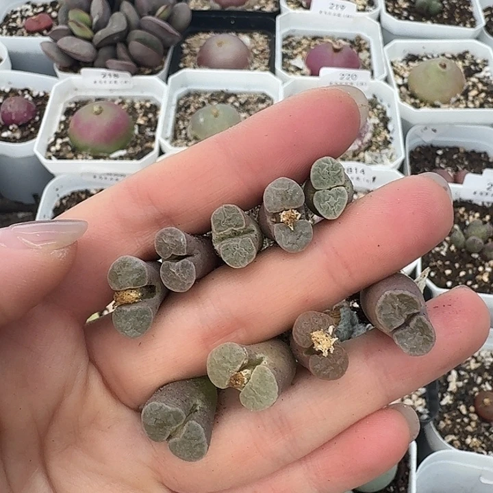 钟***桪老马生石花磁铁441