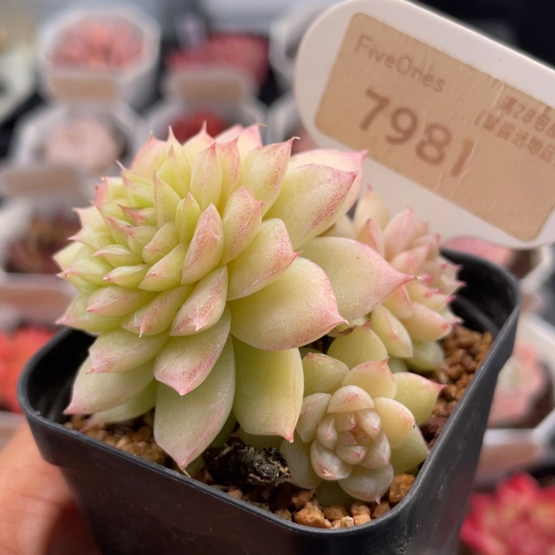 翡翠7981-6.0厘米