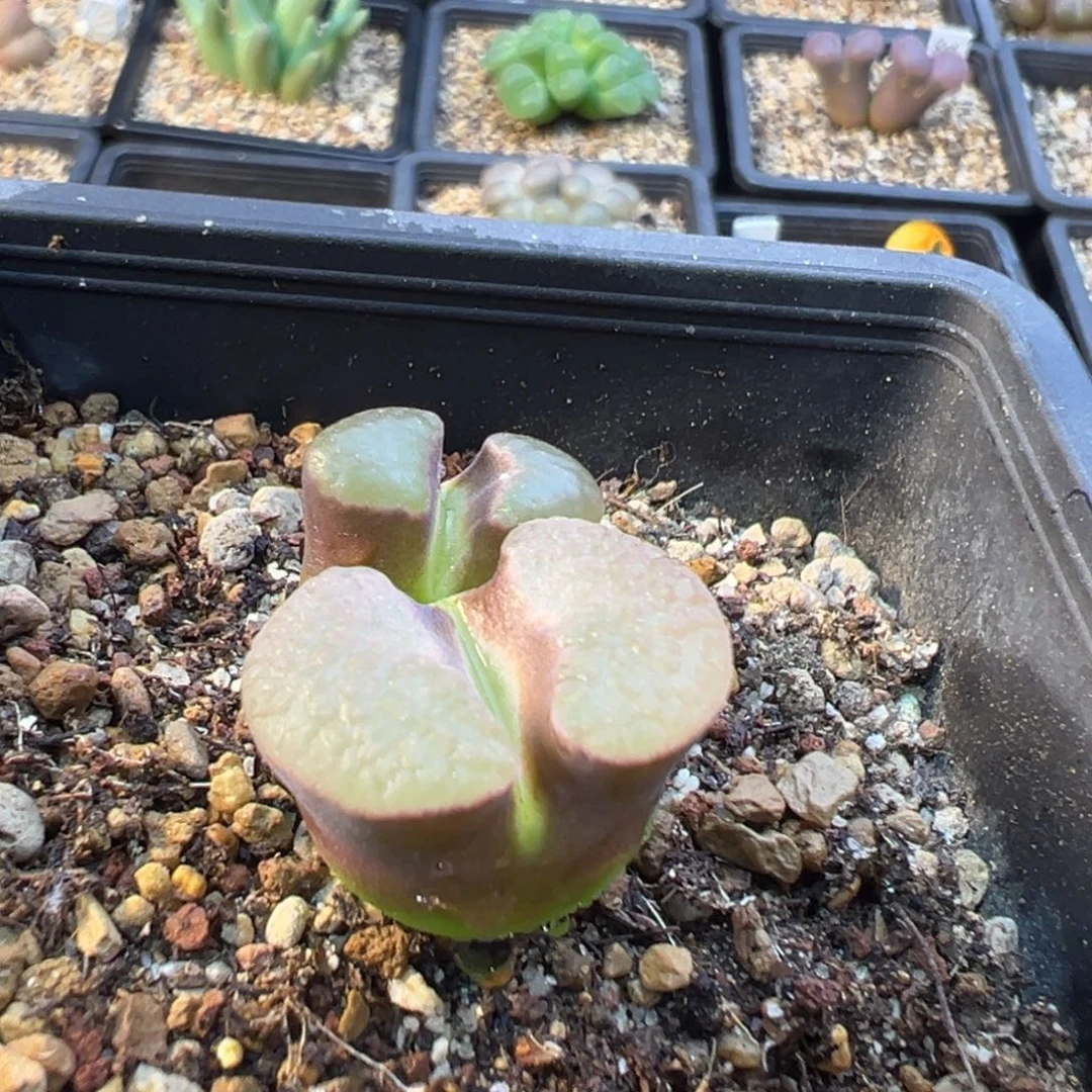 10-55   磁铁一棵