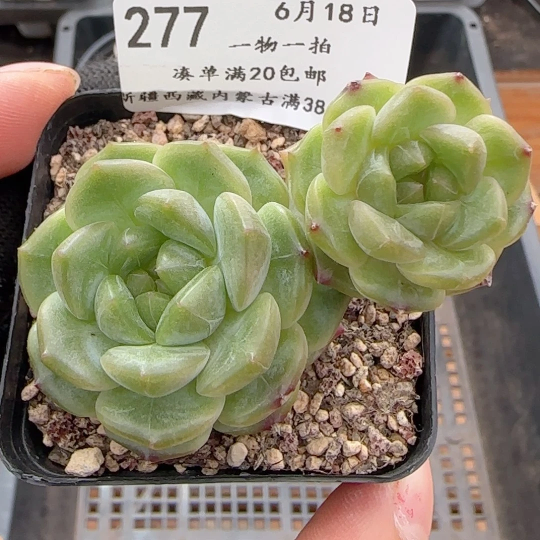 0618-277晴川珍妮双头