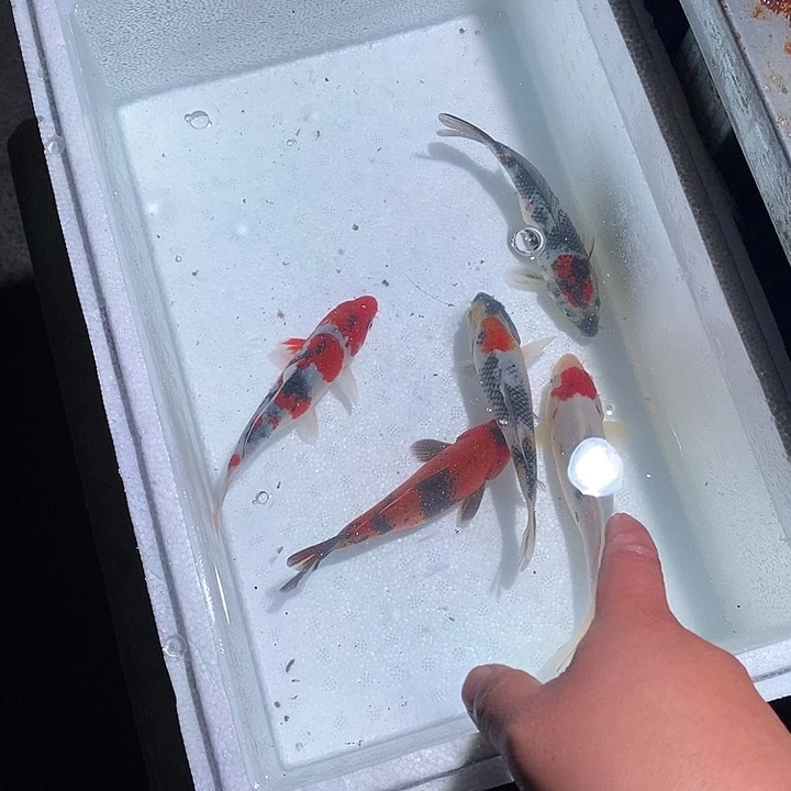 习***好锦鲤锦鲤活鱼开箱包活