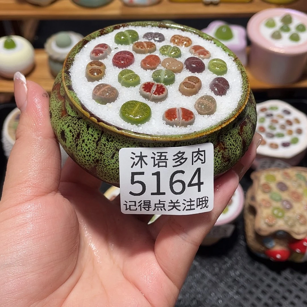 带盆土植物 一物一拍5164
