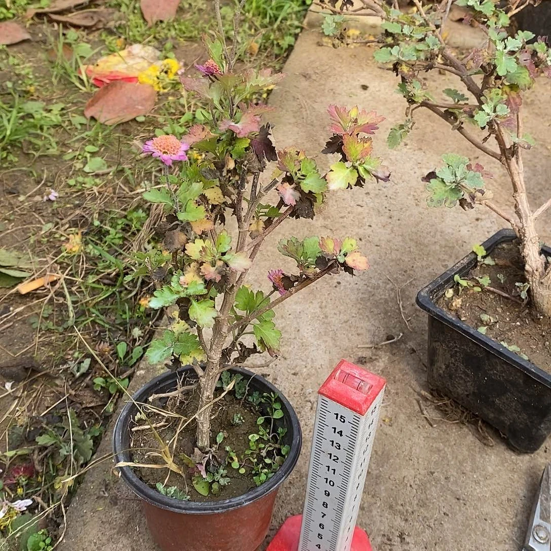 知***完全开放盆景菊花