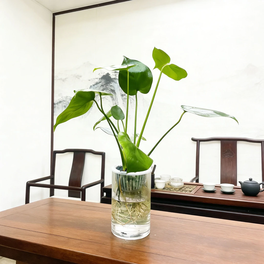 水榭花乡龟背竹水培绿植桌面家居好养护四季常青耐阴