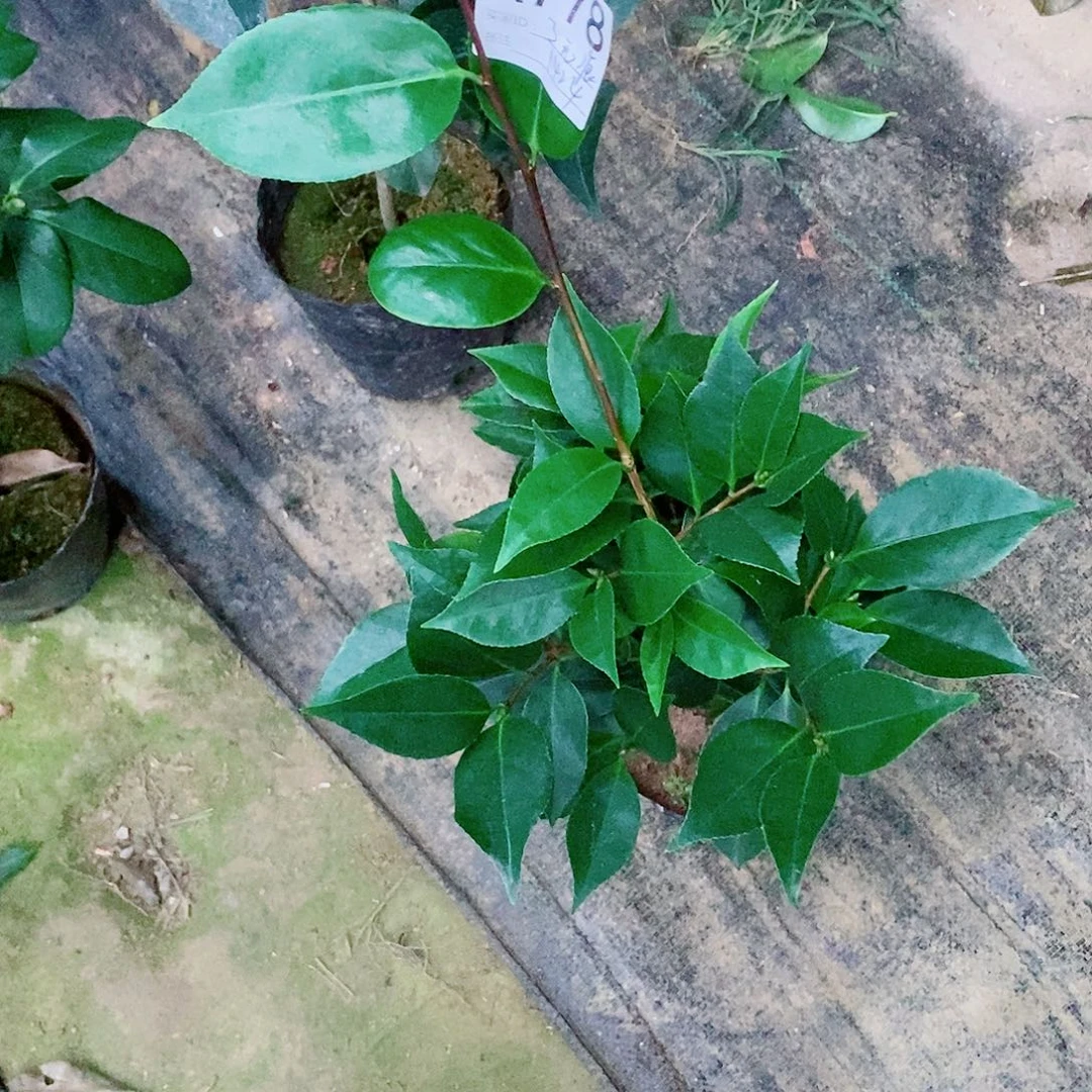 完全开放茶花盆栽778上