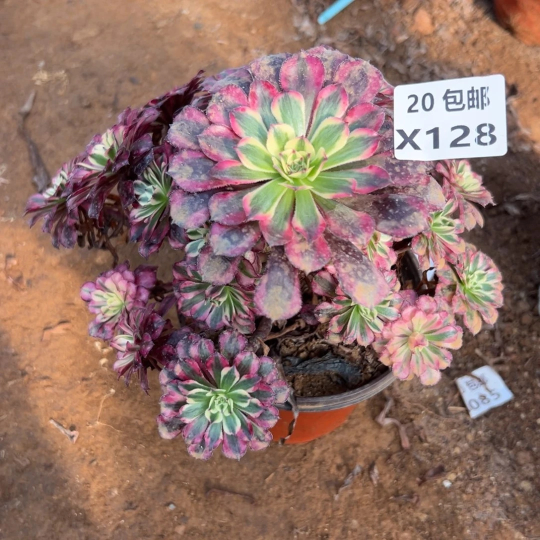 128红铜白，满20包邮嘟叮熊