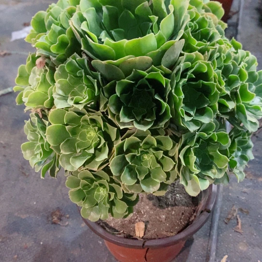 绿玫瑰600多肉1111