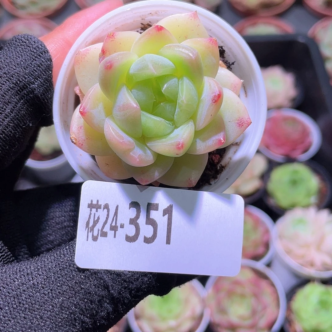 花利美24-351新品