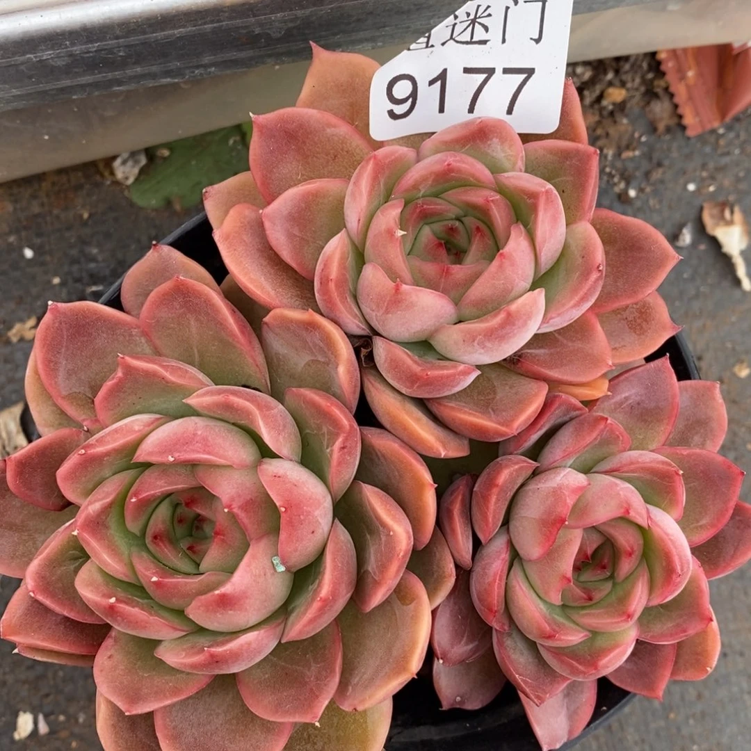 夕***红不包掉头~9177~12厘米