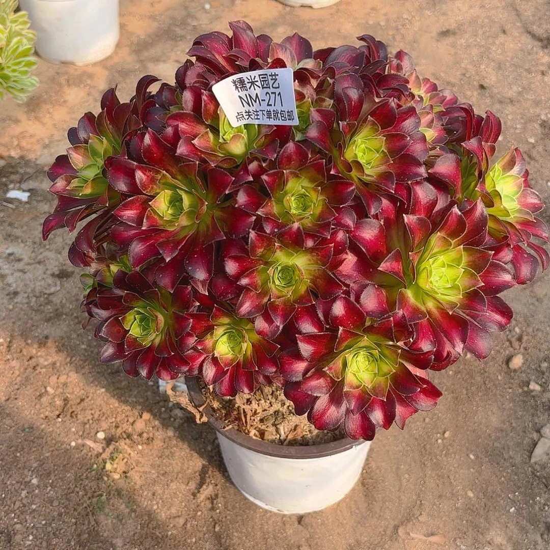 韶华老庄多肉植物271