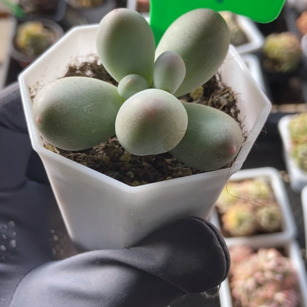 791米可奶多肉植物保护