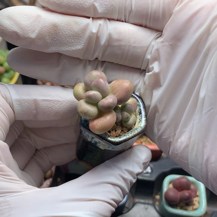 是***啊咚咚锵 小花黄金奶酪锦