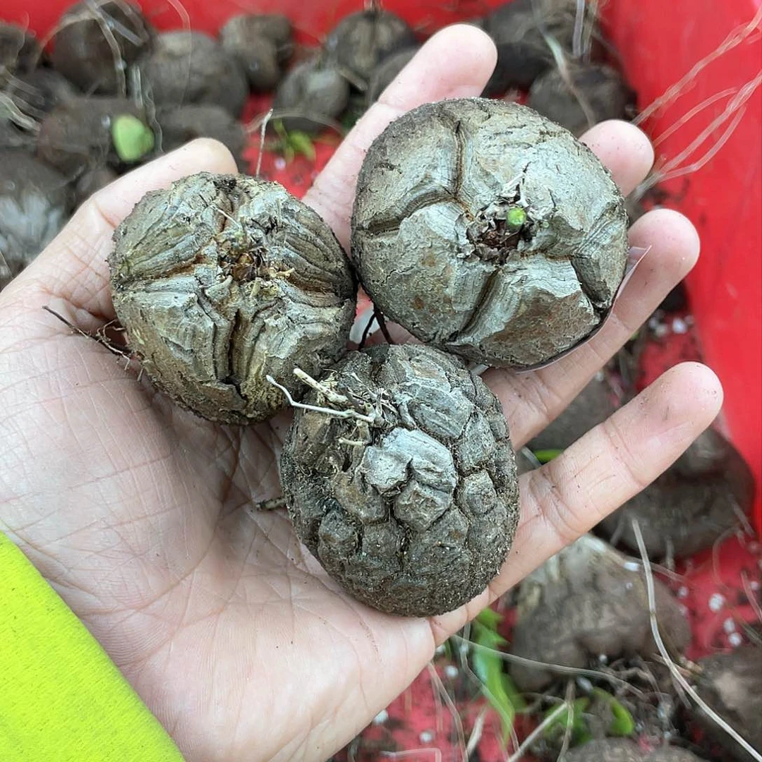 龟甲龙一物一拍1791号3颗