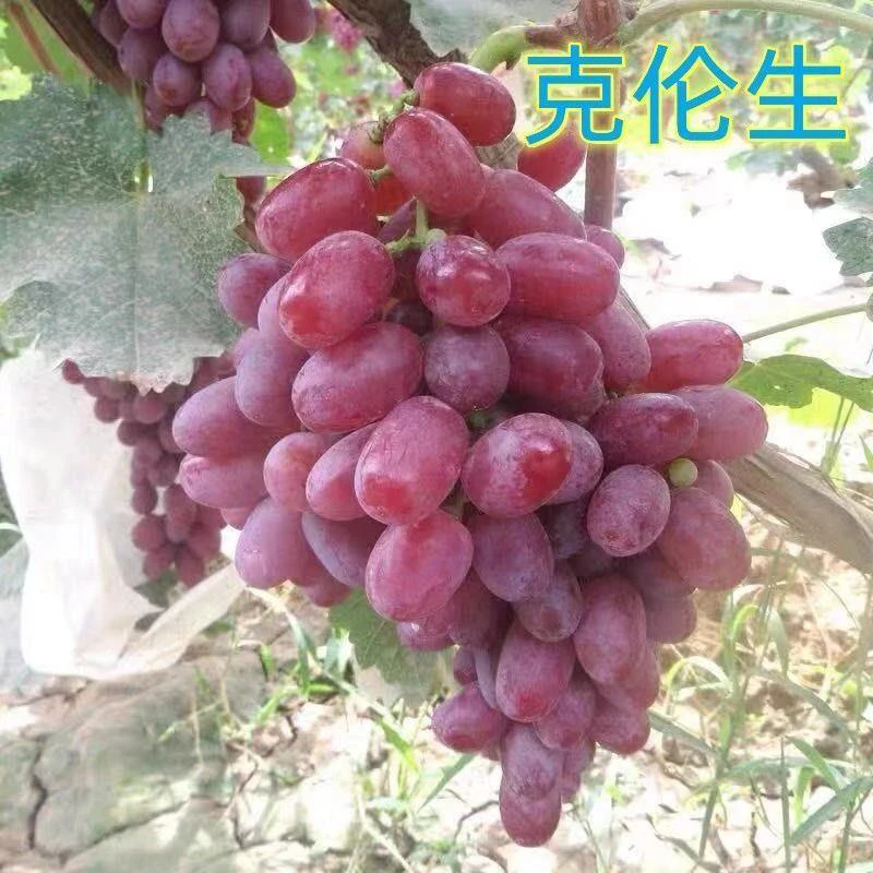 正宗克伦生葡萄树苗无籽红提葡萄树苗南方北方种植当年结果树苗