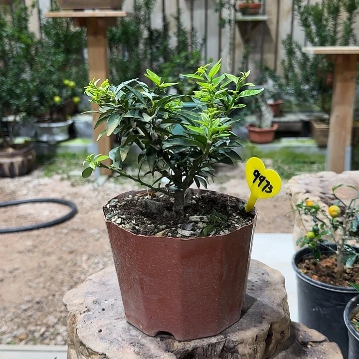 花***约直播间八房柑一物一拍