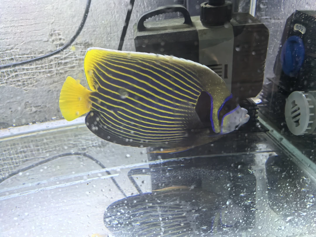 海水鱼皇后22到24公分开口秒颗粒已检疫养定