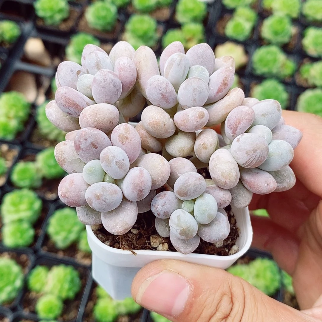 粉色恋人6-7cm多肉植物