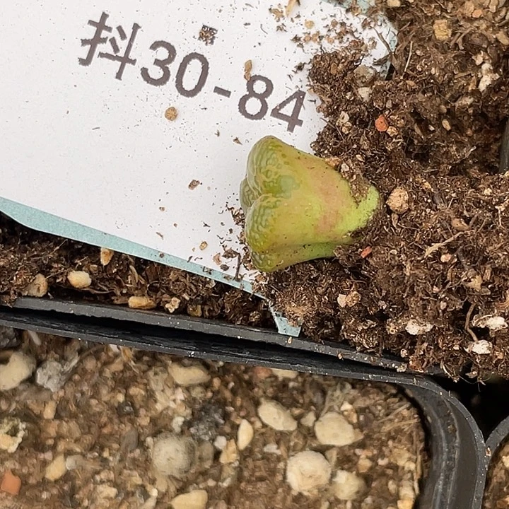 水*冻30-84肉锥多肉植物