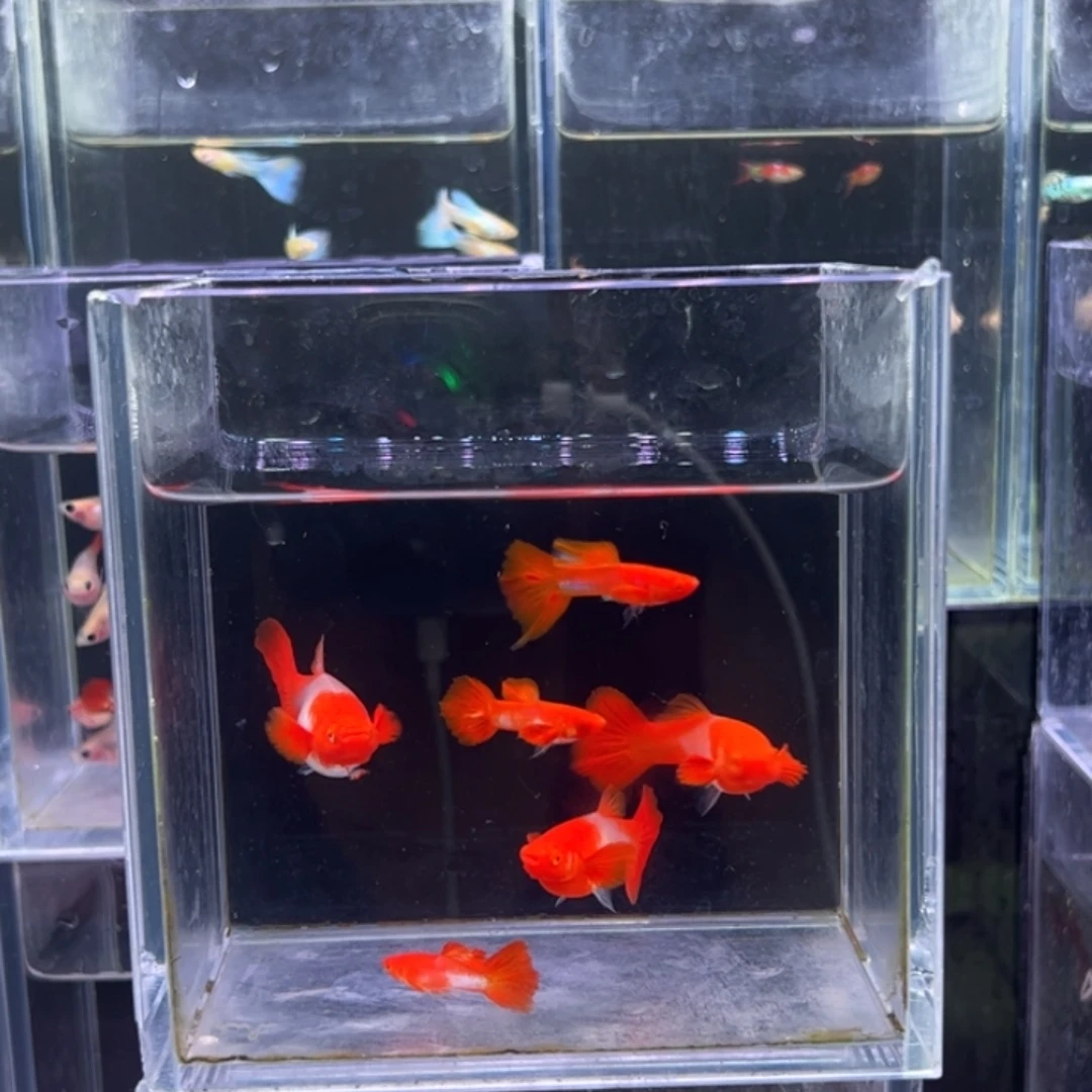 孔雀鱼鸿运当头双份水